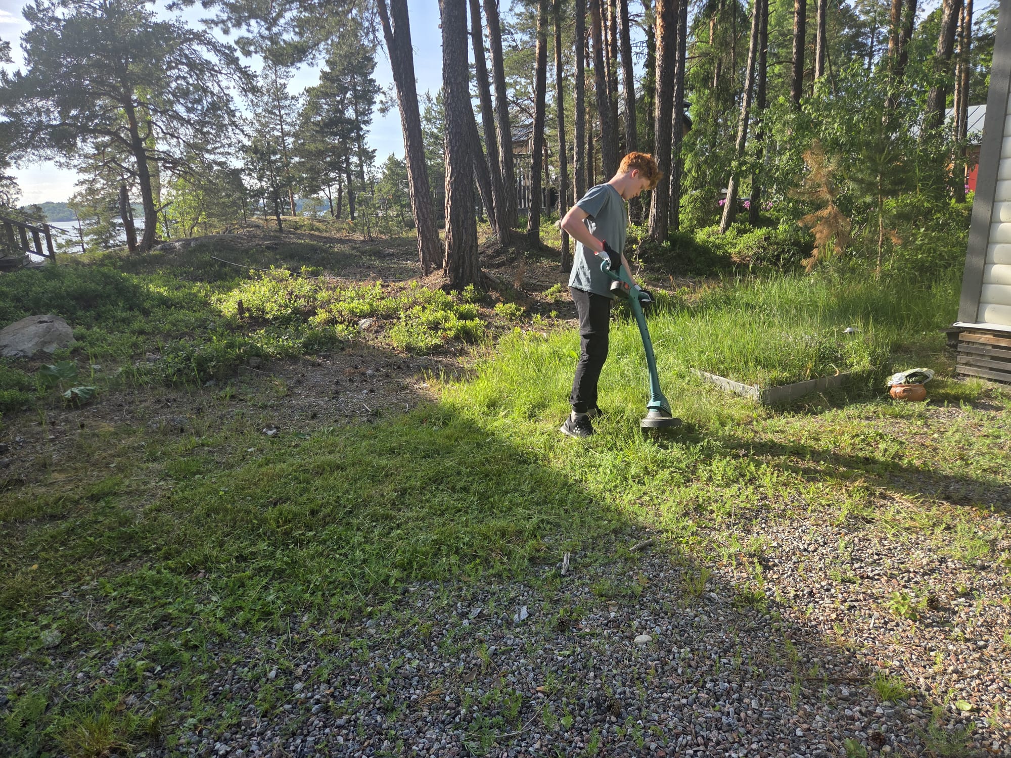 Ungdom trimmar högt gräs på sjötomt bland tallar