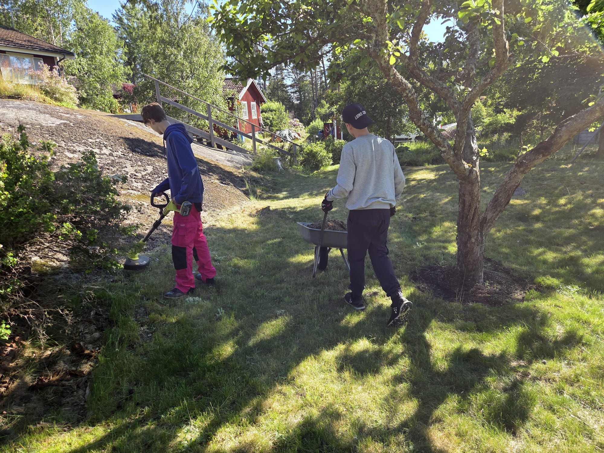 Två ungdomar trimmar gräs och kör bort ris med skottkärra vid stuga